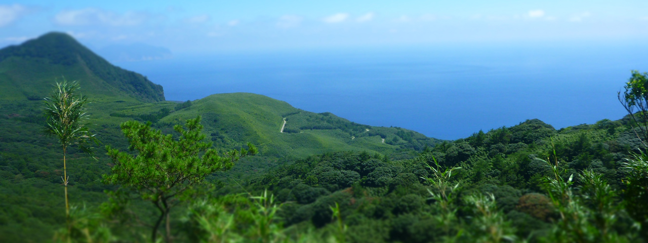 南西諸島の島々に亜熱帯森を求めて旅をする。 写真：島野智之