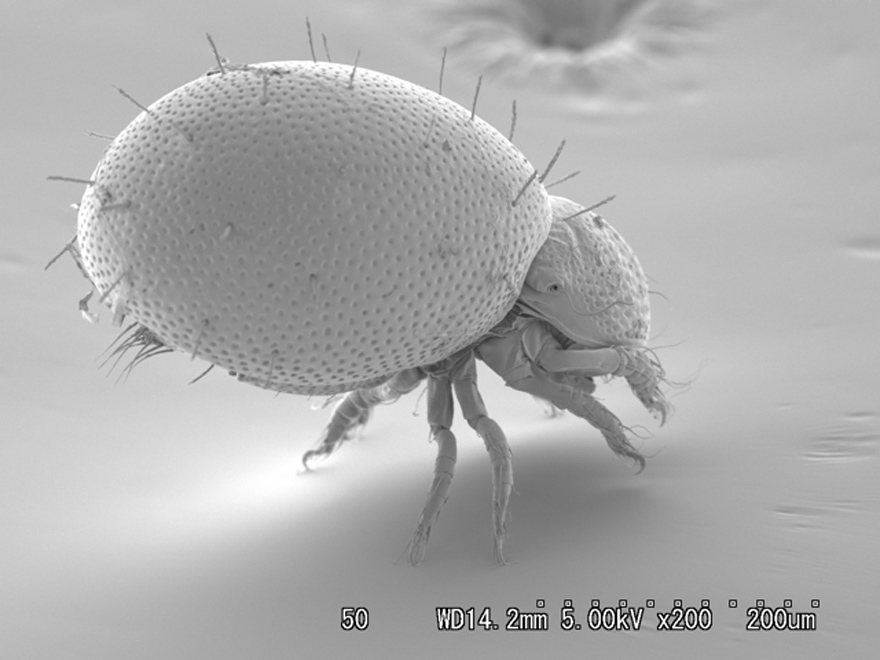 落ち葉の下を歩く アラメイレコダニ Atropacarus striculus 走査型電子顕微鏡像：島野智之